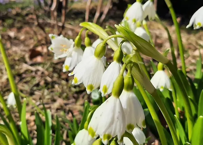 Pod Jesionem Apartamento *