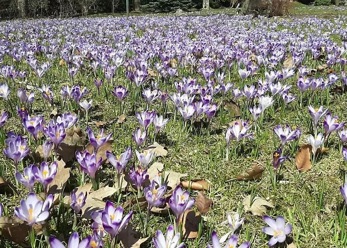 Apartamento Pod Jesionem