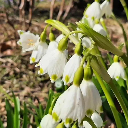 Pod Jesionem Daire *