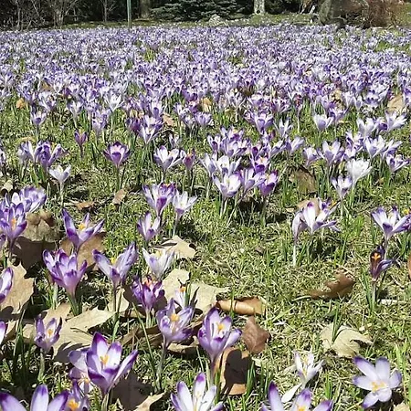 아파트 Pod Jesionem